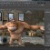 AutoDesk-Maya AutoDesk-Maya